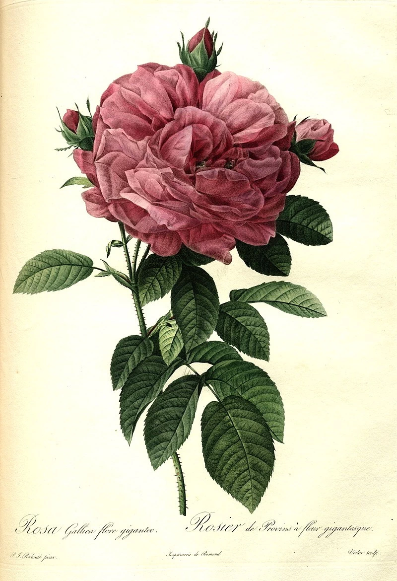 Rosa gallica flore giganteo